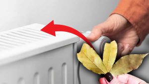 Hiver : pourquoi faut-il mettre des feuilles de laurier sur le radiateur ?