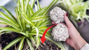 Mettez une boule de papier aluminium sur vos plantes pour faire disparaître 4 problèmes à jamais 
