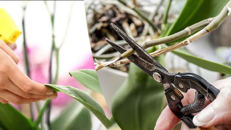 Cette experte en jardinage dévoile son secret pour entretenir les orchidées pour quelles fassent des belles fleurs et reste en vie longtemps.