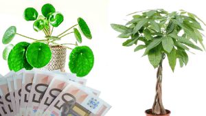 3-plantes-qui-feront-appel-a-la-richesse-dans-votre-maison