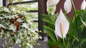 9-plantes-qui-luttent-contre-lhumidite-dans-la-maison