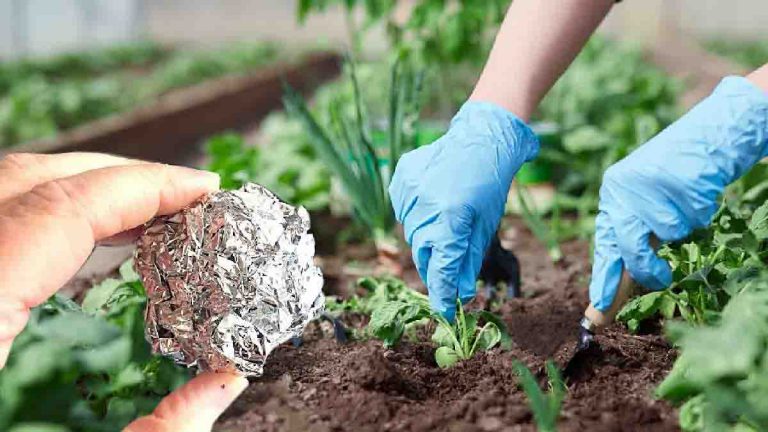 ces-5-astuces-pour-entretenir-vos-plantes-de-jardin-avec-du-papier-aluminium