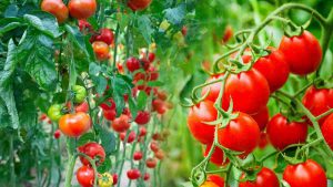 jardin-conseils-et-astuces-pour-cultiver-de-belles-tomates-cet-ete