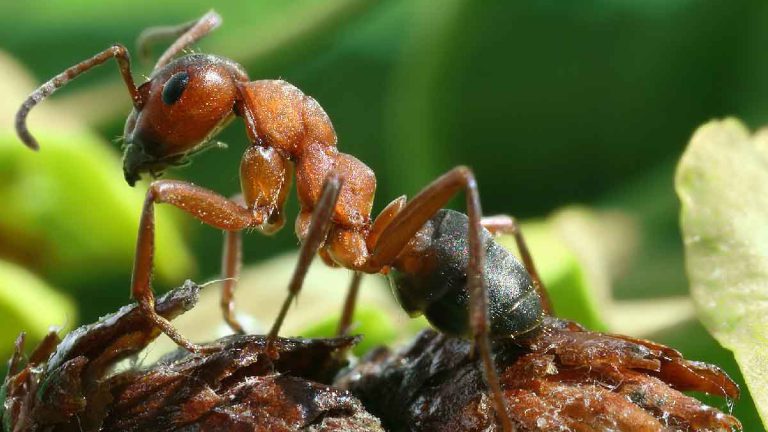 la-fourmi-de-feu-amazonienne-une-menace-pour-nos-jardins