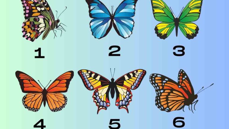 test-de-personnalite-revelez-votre-personnalite-en-choisissant-un-papillon-et-ses-couleurs