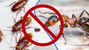 comment-se-debarrasser-des-cafards-et-fourmis-avec-une-astuce-naturelle