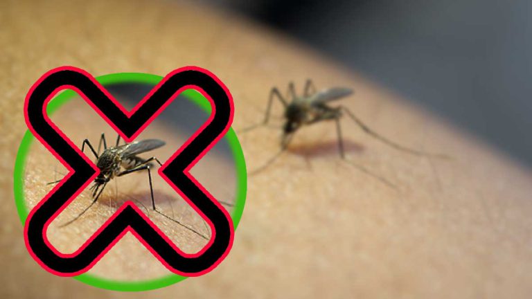 decouvrez-les-meilleurs-anti-moustiques-selon-lufc-que-choisir