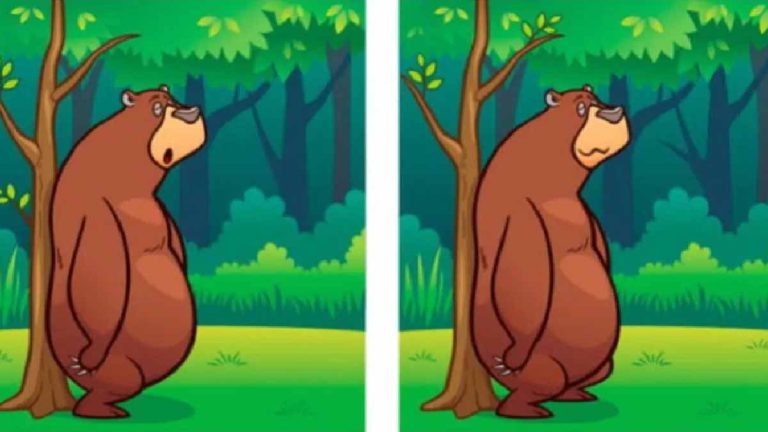 test-de-qi-defiez-votre-intelligence-avec-ce-defi-des-differences-entre-deux-ours