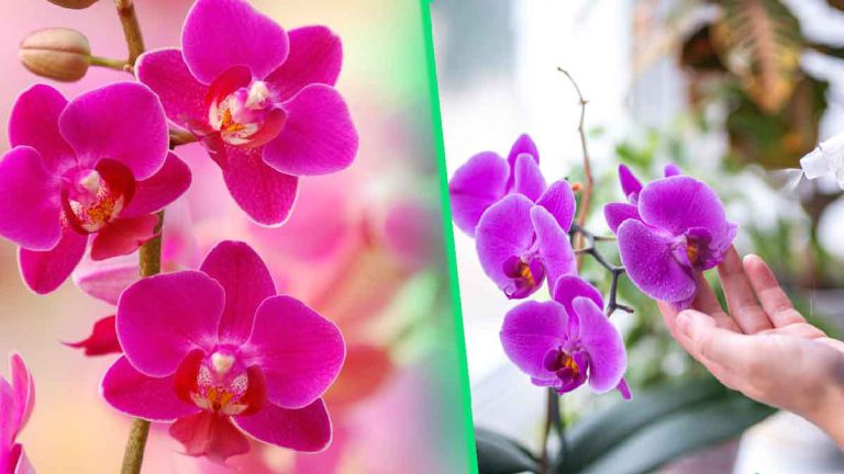un-secret-chinois-pour-revitaliser-votre-orchidee-en-un-rien-de-temps