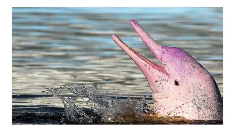 un-pecheur-a-la-chance-dapercevoir-un-dauphin-rose-une-espece-rare-observee-moins-de-20-fois-en-un-siecle